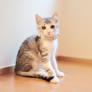 おっとり甘えん坊のグレイくん