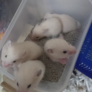 *8/8生まれ キンクマ*