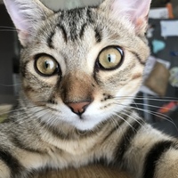 オラ