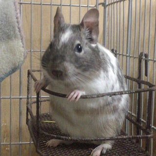 素敵なご家族様にお迎え頂きました。デグー親子 