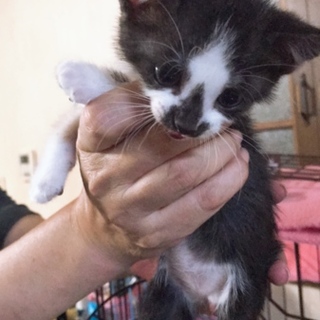 急ぎです。雑種の子猫ちゃん