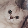 タカ猫