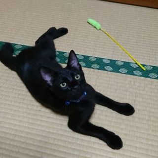 甘えん坊黒ちゃん男の子