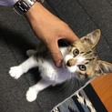 子猫の里親さん募集します