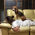 ビーグル 5才11ヶ月