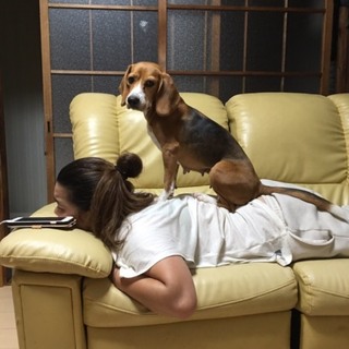 ビーグル 5才11ヶ月