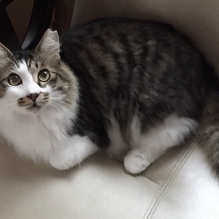 甘えん坊の男の子です、ずっとのママを待っています♡