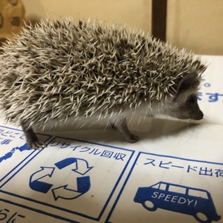 ハリネズミ（H30.7.1生）