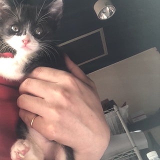 冠柄の姫ちゃん