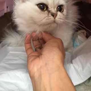 ペルシャのミルちゃん