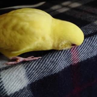 セキセイインコの里親募集