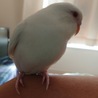 セキセイインコの里親募集 サムネイル2
