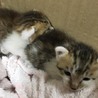 小さな兄妹の2匹の子猫ちゃん サムネイル2