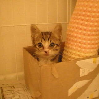 ☆至急里親さんを探しています。