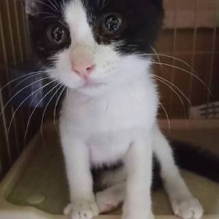 綺麗な可愛い白黒仮面のぽろんちゃん女の子