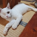片目・難聴の白猫ちゃんの里親さん募集！