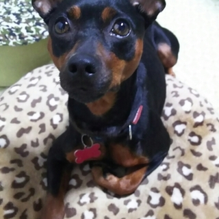 デカピンちぃちゃん