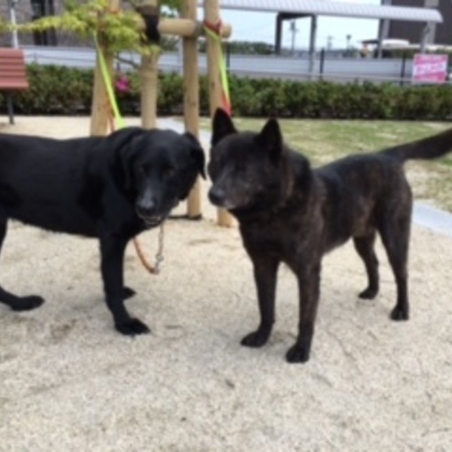 HUMUHUMUのカバー写真