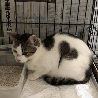 里親様が決まりました♡有難うございました！