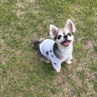 ひめ