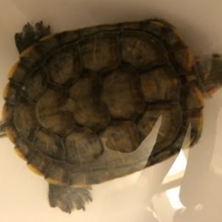 ミドリガメ、ゼニガメ２匹