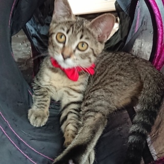 現在トライアル中！