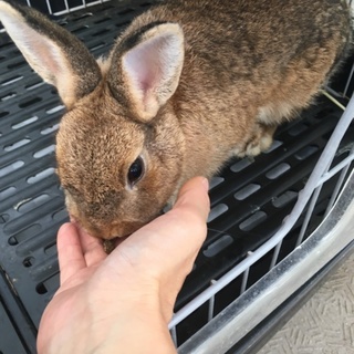 人懐っこいウサギです。