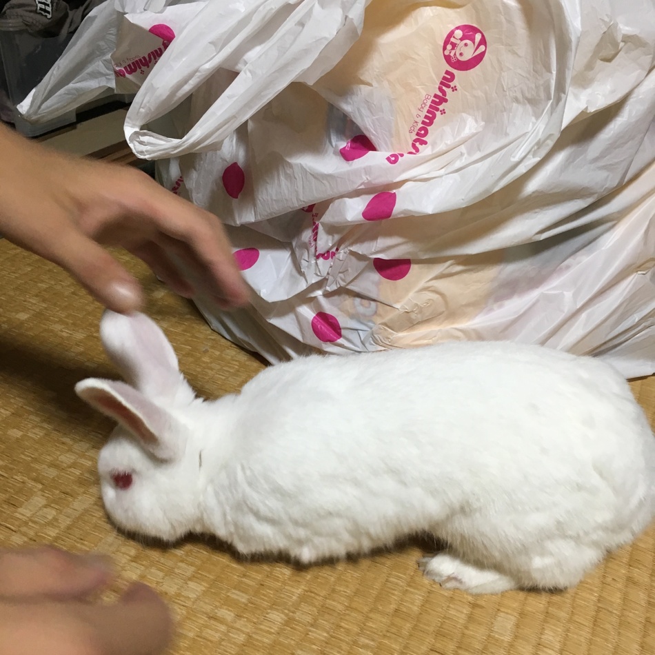 シロのカバー写真
