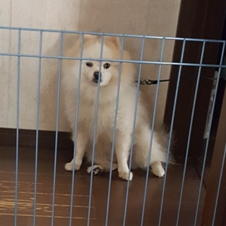 愛嬌あるポメラニアンです。