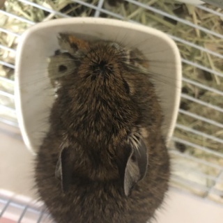 男の子デグー【4月生まれ】