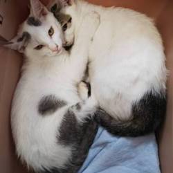 9月8日に愛知県豊川市で譲渡会