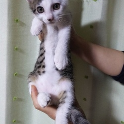 9月8日に愛知県豊川市で譲渡会 サムネイル2