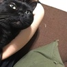 里親決定！ありがとうございました   美黒猫 サムネイル7