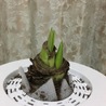 カノンベリー