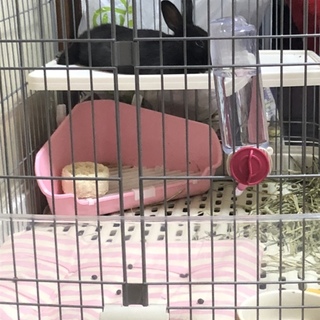 ミニウサギ