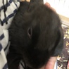 ミニウサギ サムネイル2