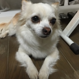 愛嬌たっぷり！白×ベージュのロングチワワ