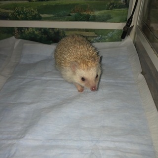 ハリネズミ２匹  ソルトアンドペッパー、シナモン