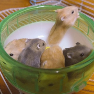 ジャンガリアンハムスター、里親さんみつかりました！