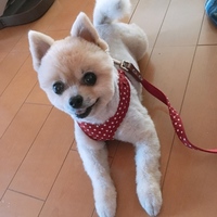 らん