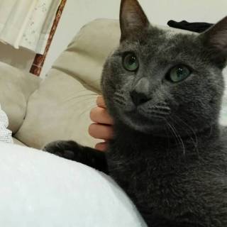 甘えん坊なロシアンブルー