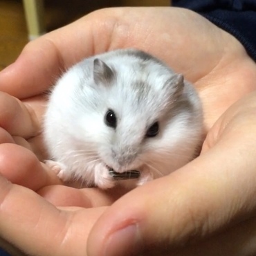 おうちにお迎えしたばかりの、ひまわりの種を食べるまめ助