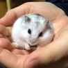 おうちにお迎えしたばかりの、ひまわりの種を食べるまめ助