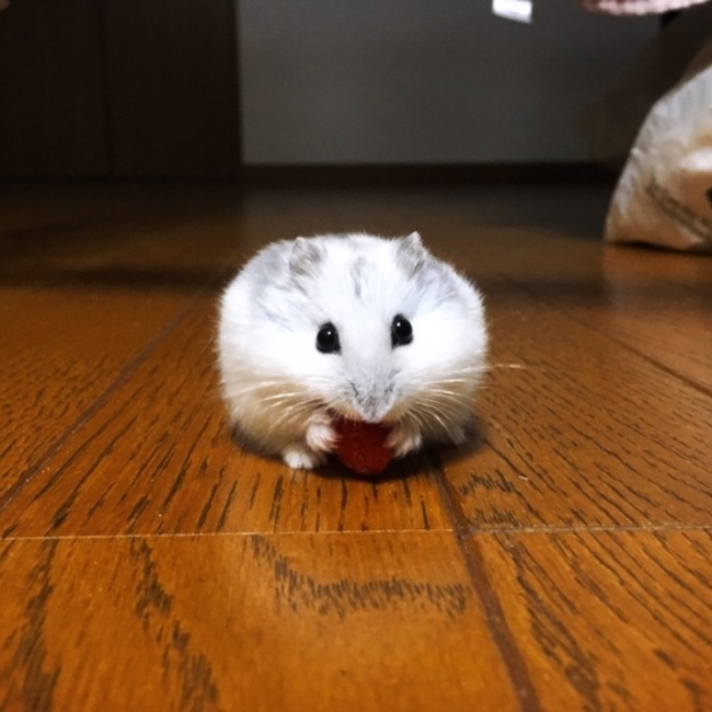 あんずまめのカバー写真
