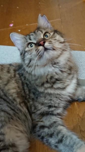 もふもふにゃんこ ひとみ 群馬県 猫の里親募集 ペットのおうち 月間利用者150万人 もふもふにゃんこ ひとみ 群馬県 猫の里親募集 ペットのおうち 月間利用者150万人