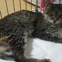 太子（たいこ）