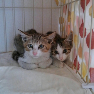 2ヵ月後半の仲良しな兄妹ちゃん