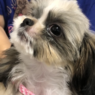 ルカ、生後4ヶ月の子です