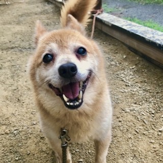 東日本大震災被災犬　ヘレン　里親募集です。
