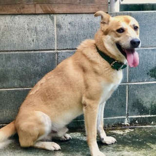 東日本大震災被災犬２世　レインボーです。